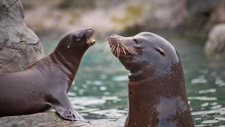 Playful Sea Lions at the Shoreline wallpaper