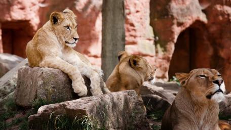 Majestic Lionesses in Their Natural Habitat wallpaper