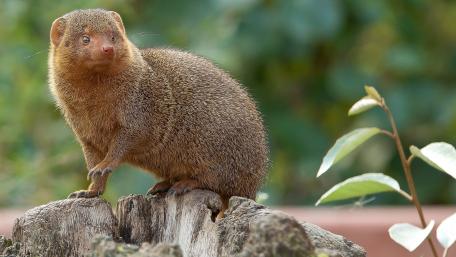 Playful Mongoose in Its Natural Habitat wallpaper