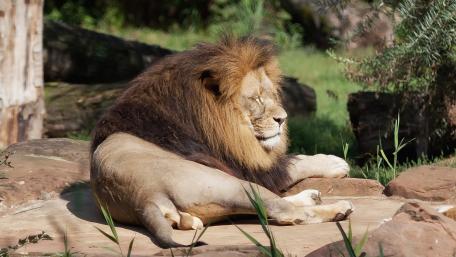 Majestic Lion Resting in the Sunshine wallpaper