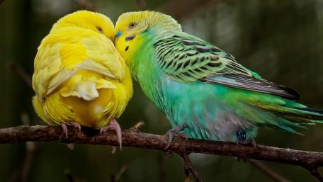 Colorful Parrots Sharing a Sweet Moment wallpaper