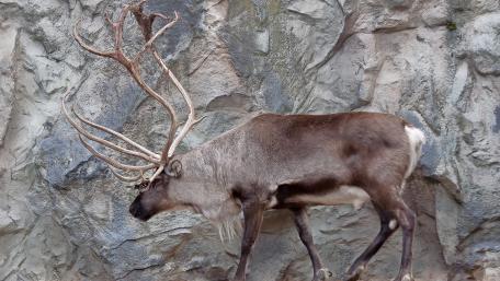 Majestic Elk Among Rocky Terrain wallpaper
