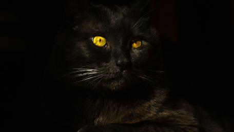 Mystical Gaze of a Black Cat wallpaper