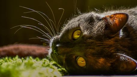 Curious Eyes of a Cat wallpaper