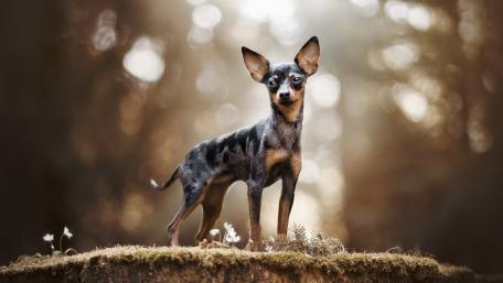 Charming Dog in a Serene Forest Setting wallpaper