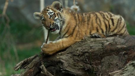 Playful Tiger Cub Exploring Nature's Wonders wallpaper