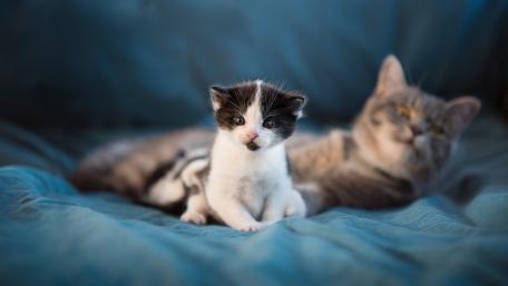 Adorable Kittens on Soft Blue Fabric wallpaper