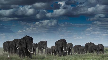 Majestic Elephants in the Wilderness wallpaper