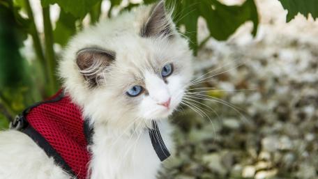 Adorable Kitten with Striking Blue Eyes in Nature wallpaper