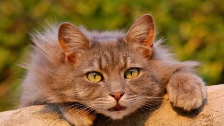 Graceful Cat in a Sunny Garden Scene wallpaper