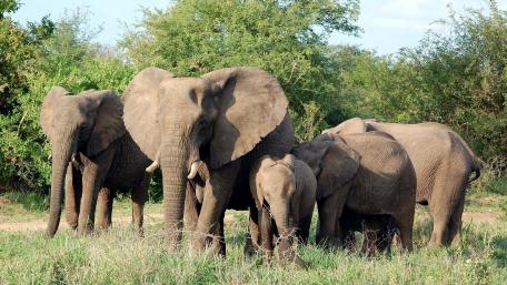 Majestic Elephants in Their Natural Habitat wallpaper