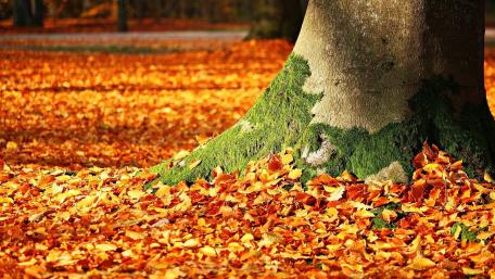 Autumn Tranquility Beneath the Tree wallpaper
