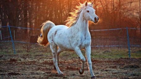 Majestic White Horse in Sunset Glow wallpaper