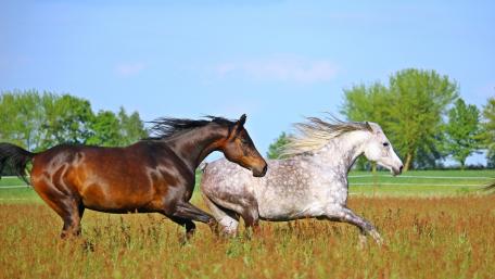 Majestic Horses Running in a Lush Meadow wallpaper
