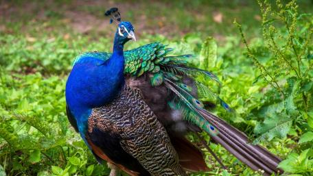 Vibrant Peacock Among Lush Greenery wallpaper