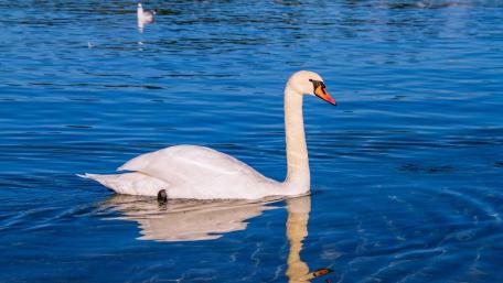 Elegant Swan Gliding on Calm Waters wallpaper