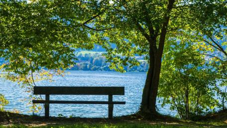 Tranquil Lakeside Bench Under Greenery wallpaper