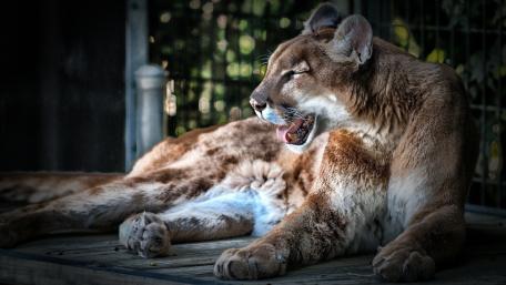 Majestic Mountain Lion Resting in Sunlight wallpaper
