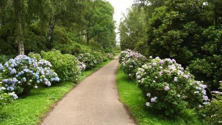 Blossoming Pathway Through Lush Gardens wallpaper