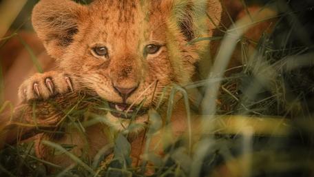 Adorable Lion Cub in Natural Habitat wallpaper