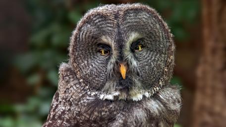 Majestic Owl in Nature's Embrace wallpaper