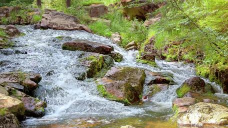 Tranquil Stream Through Lush Greenery wallpaper