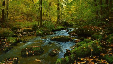 Tranquil Stream in Autumn Forest Scene wallpaper