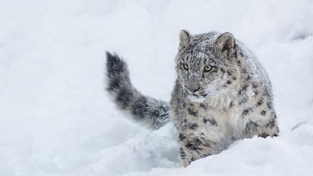 Majestic Snow Leopard in a Winter Wonderland wallpaper