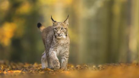 Majestic Lynx in Autumn Forest Scene wallpaper