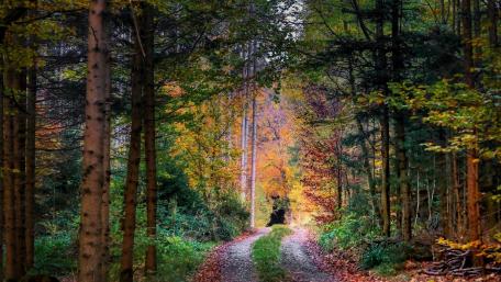 Autumn Serenity in the Forest Road wallpaper