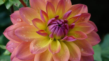 Vibrant Dahlia Blossom in Soft Pastels wallpaper
