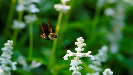 Graceful Hummingbird in Flight Among Flowers wallpaper