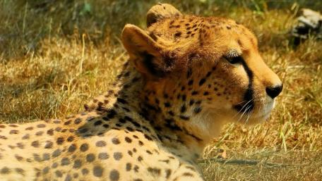 Majestic Leopard in Nature's Embrace wallpaper