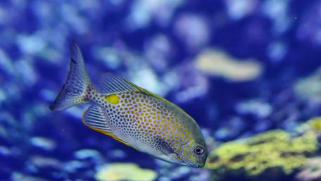 Colorful Fish Swimming in Blue Waters wallpaper