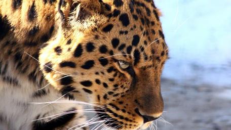 Majestic Leopard in Focus wallpaper