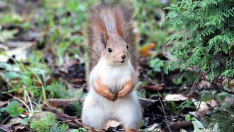 Adorable Squirrel in a Natural Setting wallpaper