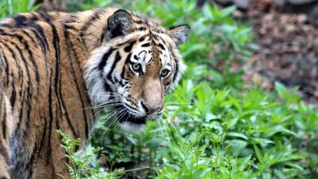 Majestic Tiger in Lush Greenery wallpaper