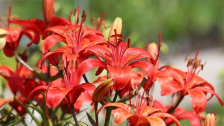 Vibrant Red Lilies in Bloom wallpaper