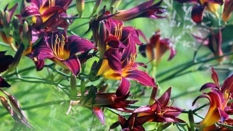 Vibrant Blooms of Nature's Palette wallpaper