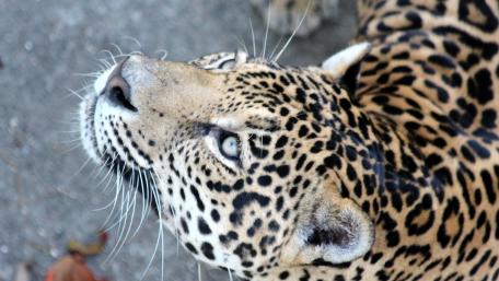 Majestic Leopard Gazing Upward wallpaper