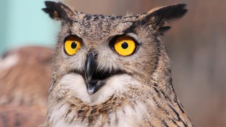 Majestic Owl with Striking Yellow Eyes wallpaper