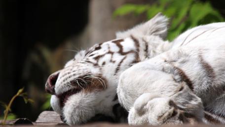 Majestic White Tiger Relaxing in Nature wallpaper