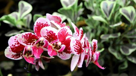 Elegant Pink and White Orchid Blooms Shine in Nature's Beauty wallpaper