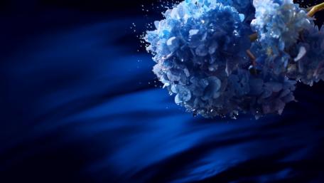 Blue Hydrangeas Against a Deep Blue Background wallpaper