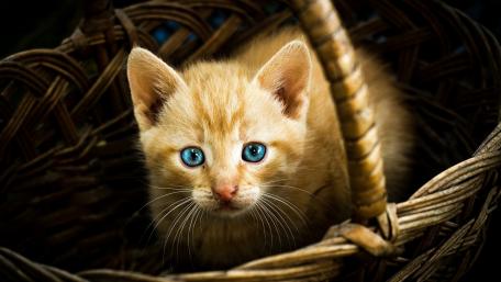Adorable Kitten in a Basket with Captivating Blue Eyes wallpaper