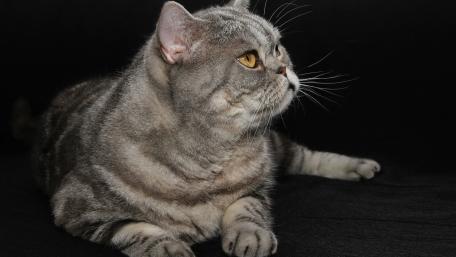 Majestic Gray Cat With Striking Eyes wallpaper