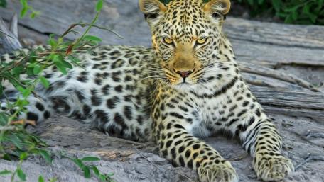 Majestic Leopard Relaxing in Nature wallpaper