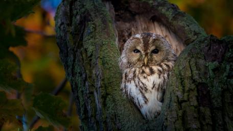 Majestic Owl Nestled in a Tree Trunk wallpaper