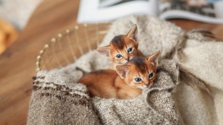 Adorable Kittens Snuggled Together in a Cozy Blanket wallpaper