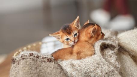 Adorable Kittens Snuggled in Cozy Blanket wallpaper